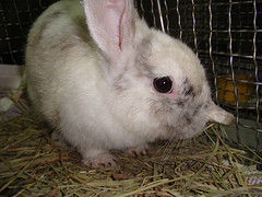 Why no, I didn't nom the carrots!
